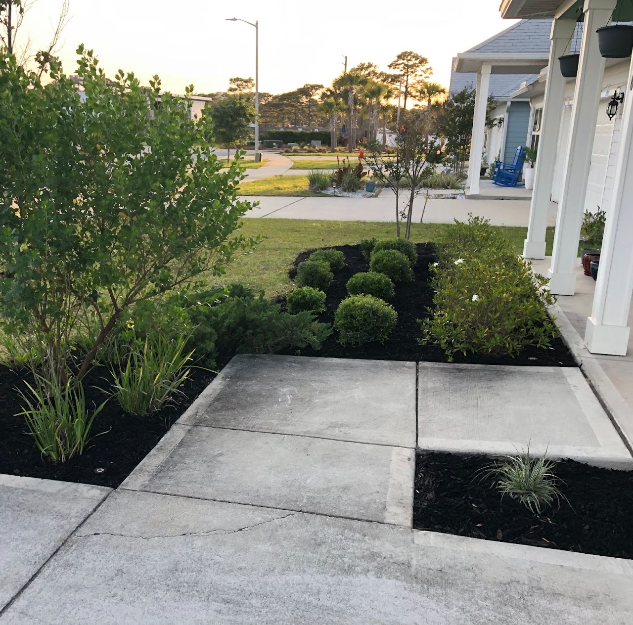 Mulched front bed with shaped boxwoods